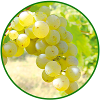 ソーヴィニヨン・ブラン