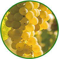 ピノ・グリージョ