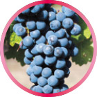 カベルネ・ソーヴィニヨン