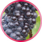 ピノ・ノワール