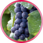 テンプラニーリョ