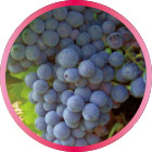 サンジョヴェーゼ