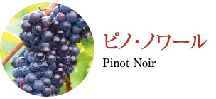 ピノ･ノワール Pinot Noir