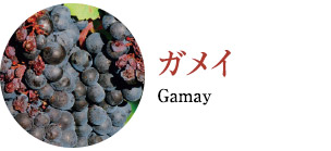 ガメイ Gamay