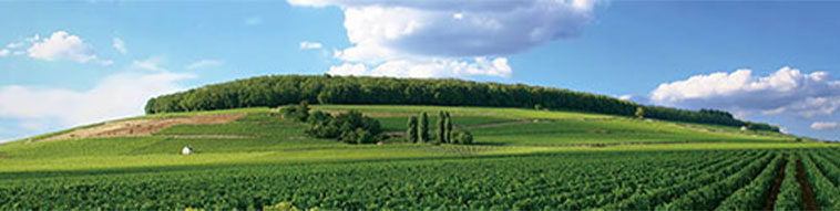 憧れの高級赤ワイン産地ブルゴーニュ