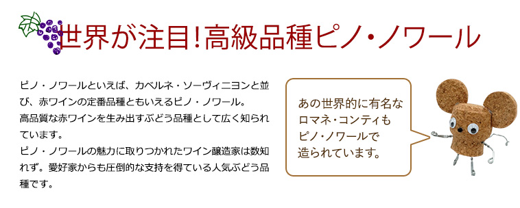 世界が注目！高級品種ピノ・ノワール