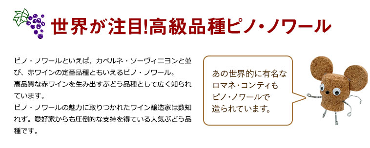 世界が注目！高級品種ピノ・ノワール