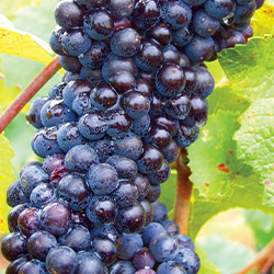 ブラン・ド・ノワール