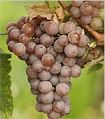 ゲヴェルツトラミナー