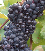 ピノ・ノワール