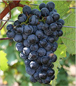 ドルンフェルダー