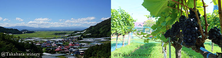 山形県高畠町と高畠ワイナリーのぶどう畑