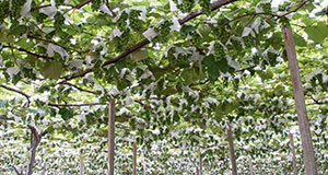 フジッコワイナリー