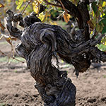 40年以上の古樹