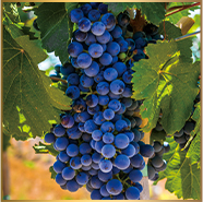 カベルネ・ソーヴィニヨン