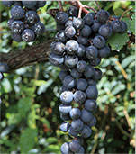 マスカット・ベーリーA