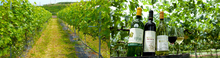 蒼龍葡萄酒のぶどう畑