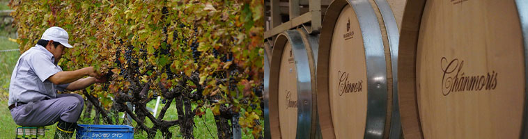 盛田甲州ワイナリーのぶどう畑と醸造庫