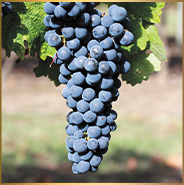 カベルネ・ソーヴィニヨン