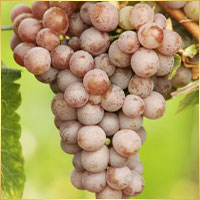 ゲヴェルツトラミネール