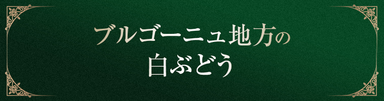 ブルゴーニュ地方の 白ぶどう