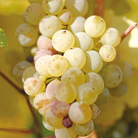 ドイツ・モーゼル地方リースリング飲み比べ５本セット